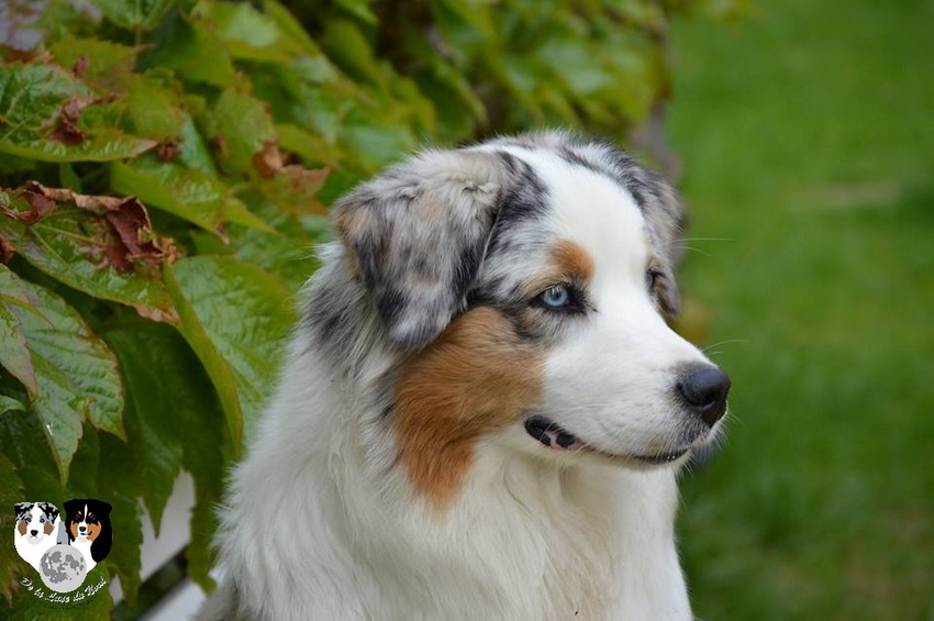 Luna du petit Duc Victoria
